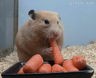 funny dieting quotes