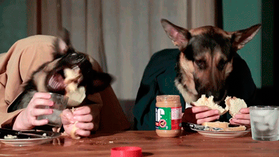 dogs
