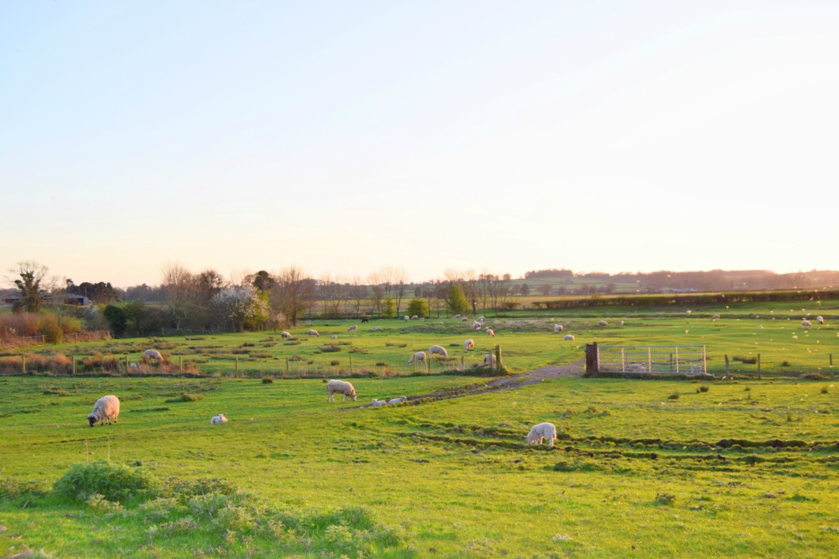 fields