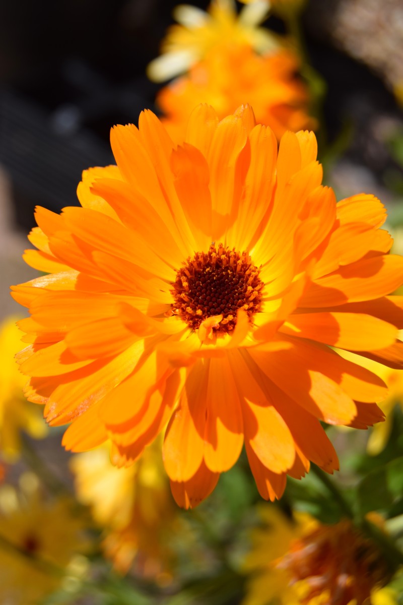 asters