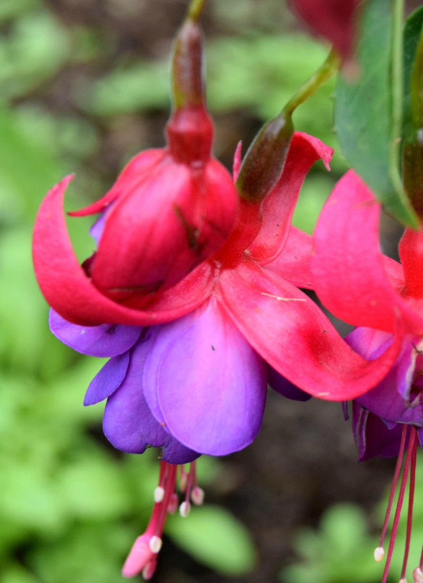 fuschia
