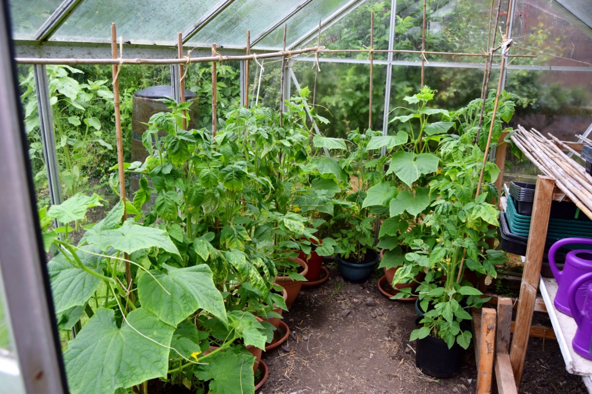 greenhouse