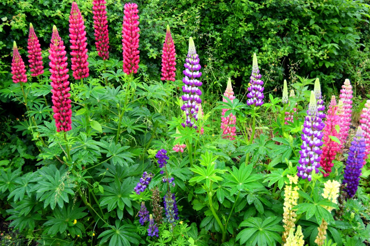 lupins
