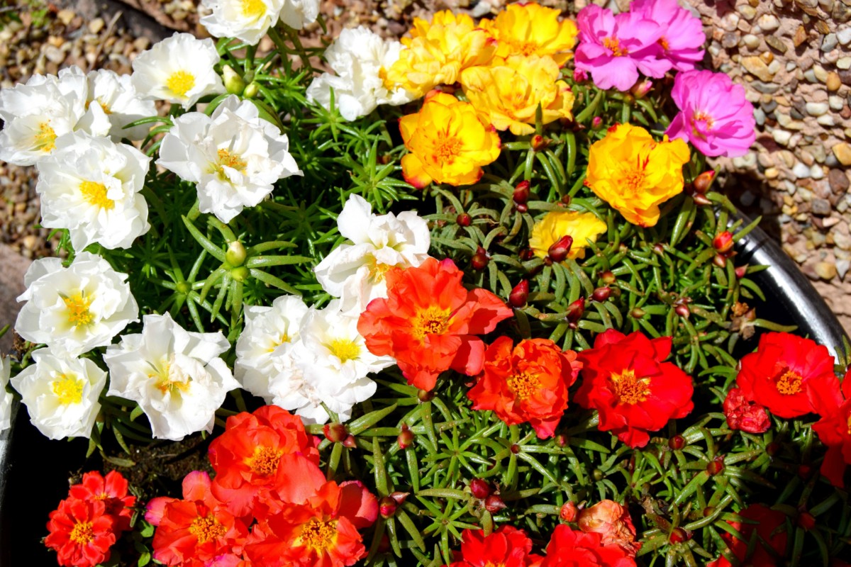 rose moss