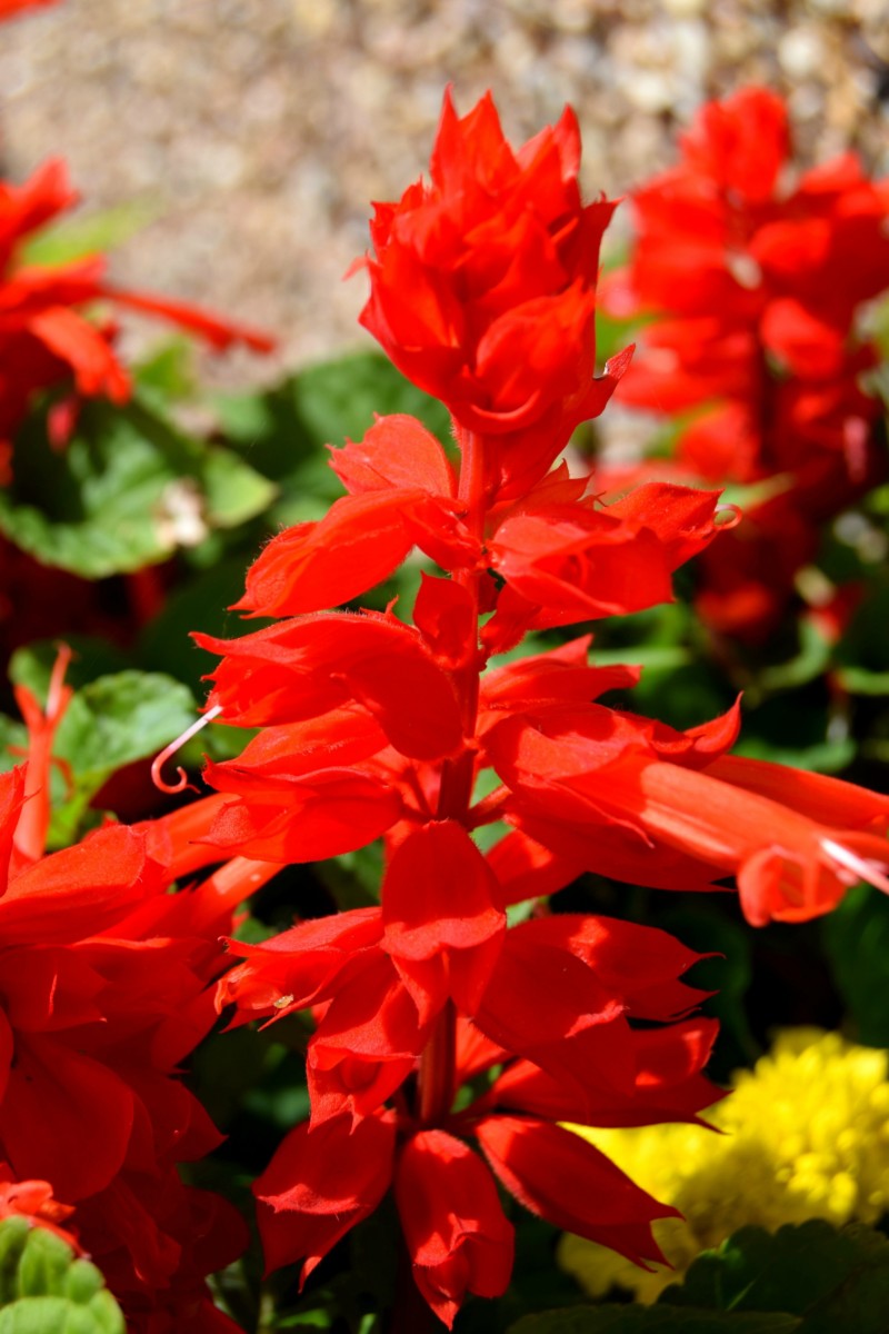 salvia