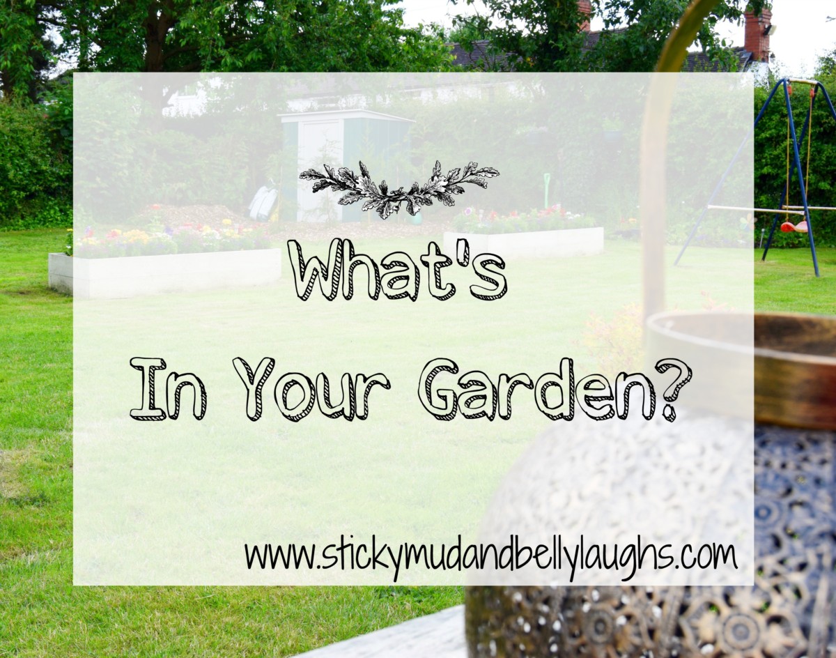 In the Garden - June Update