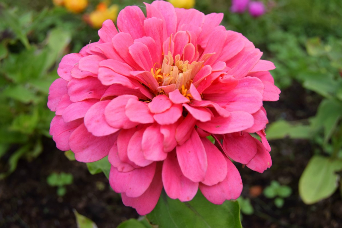 zinnia