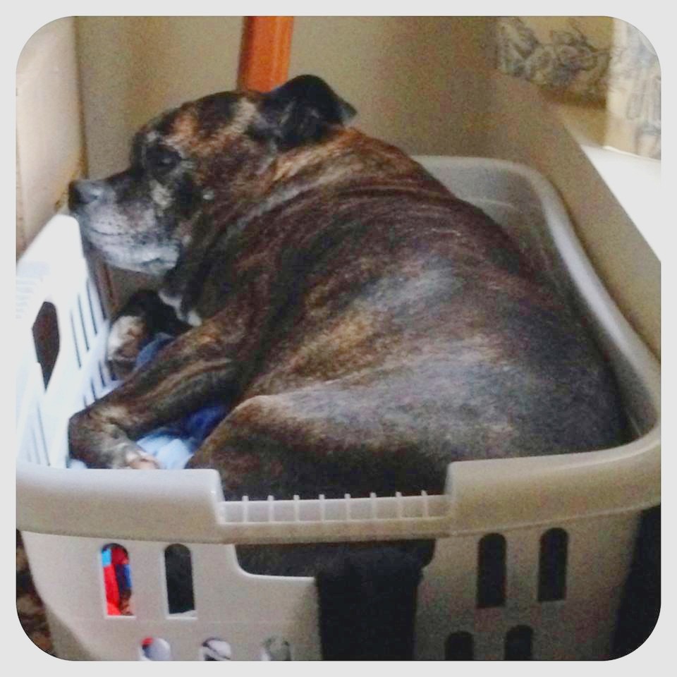 tik in basket2