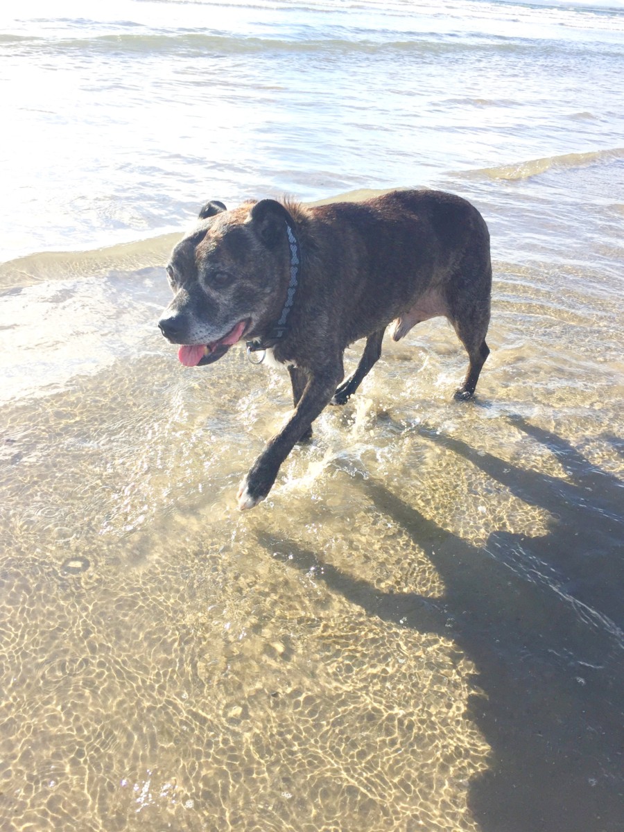 tikka in the sea