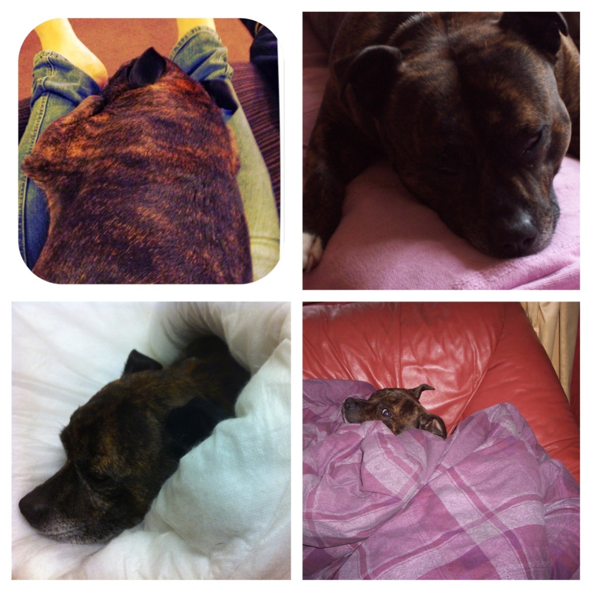 tikkas comforts