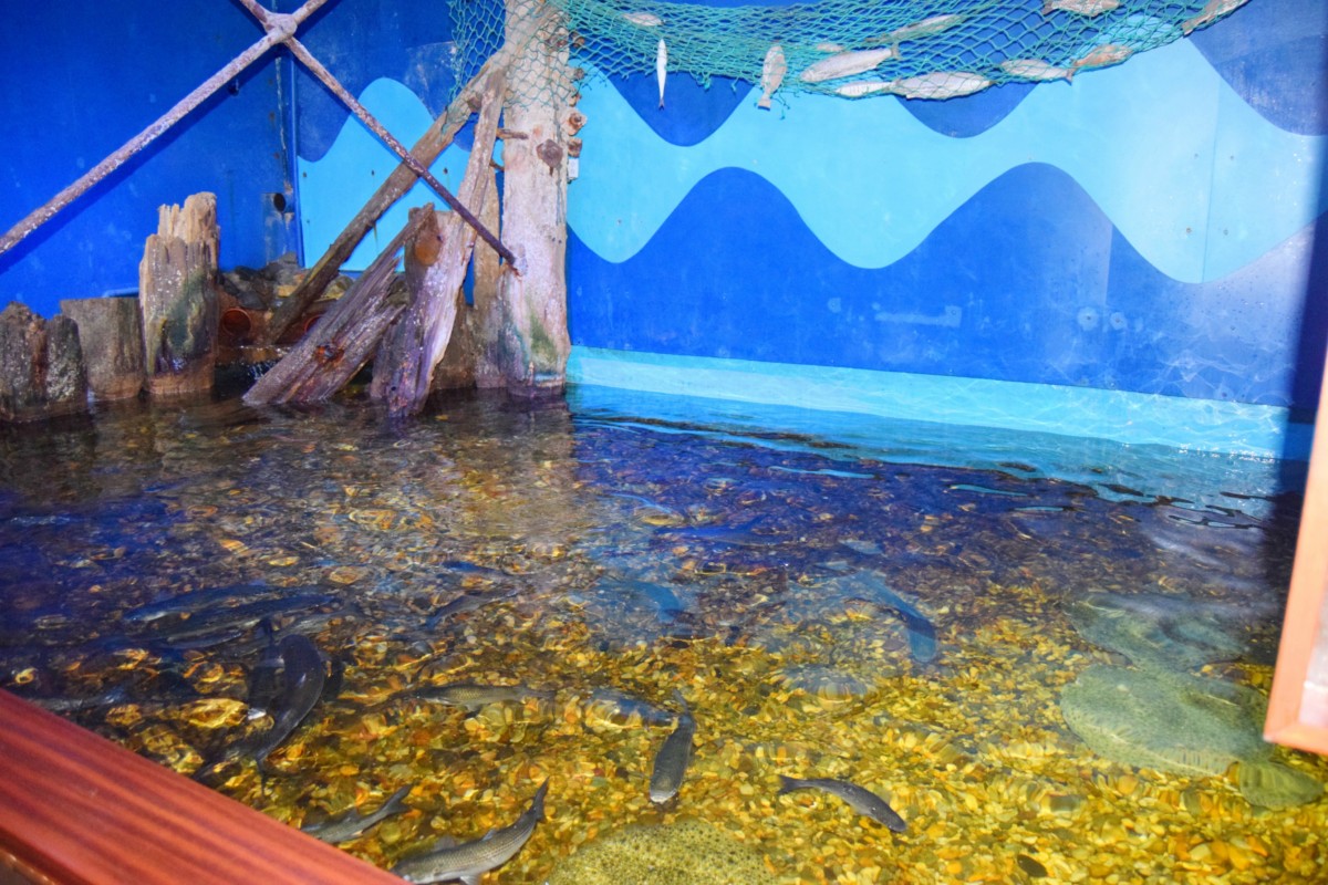 Beach fun and The Sea Zoo