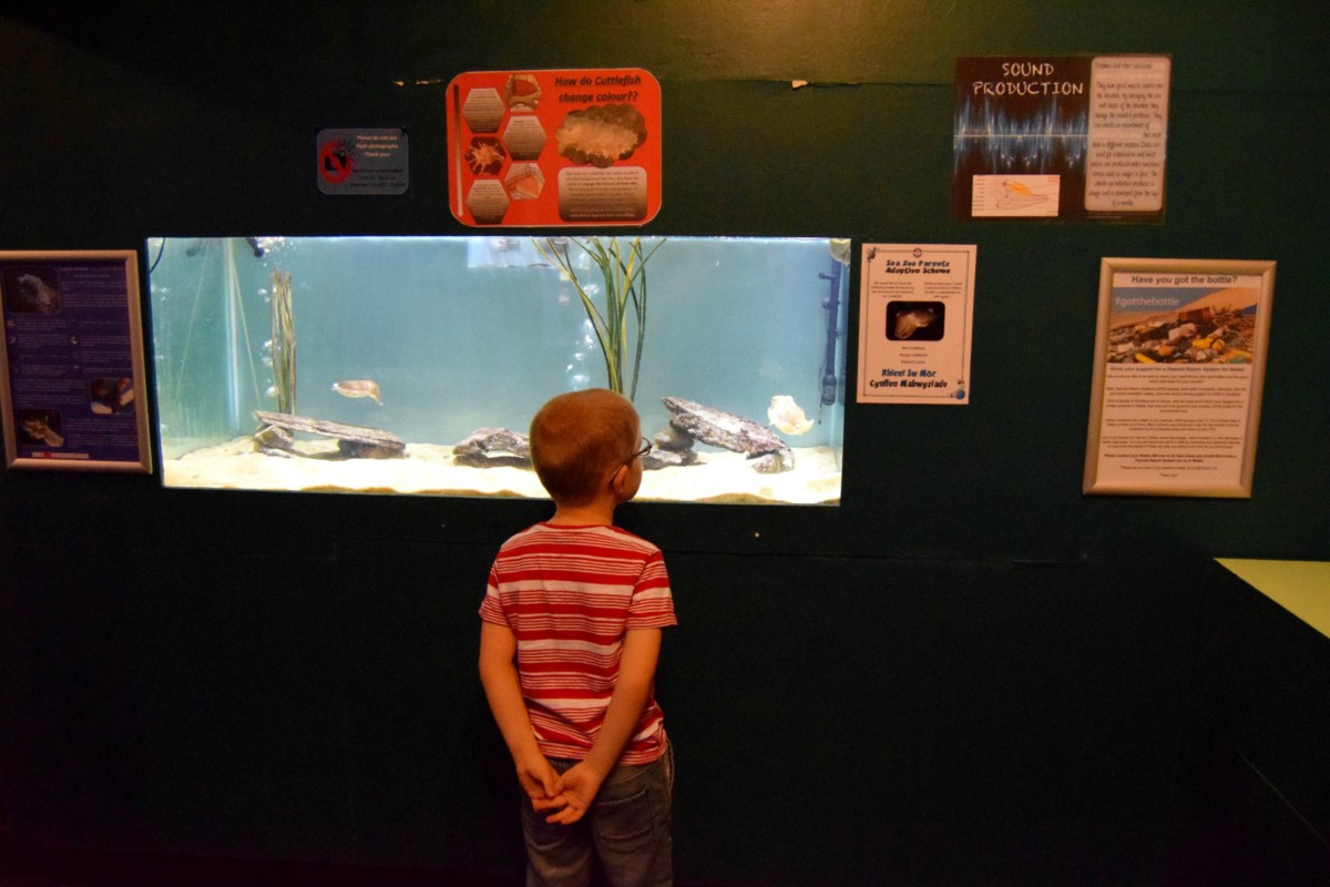 The sea zoo