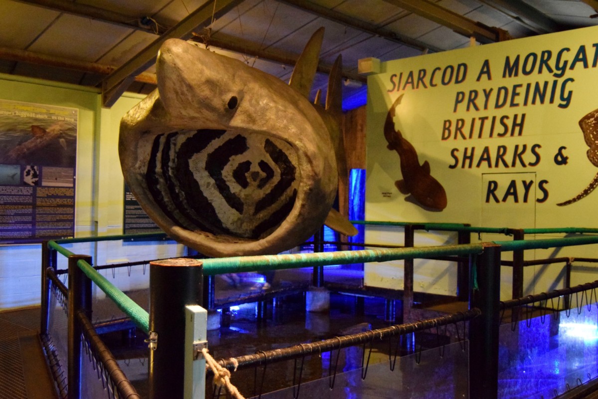 sea zoo 9