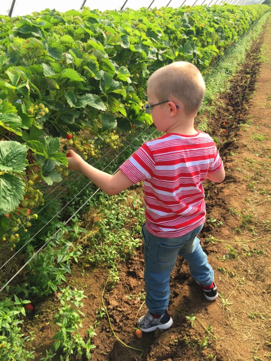 strawberry picking 1