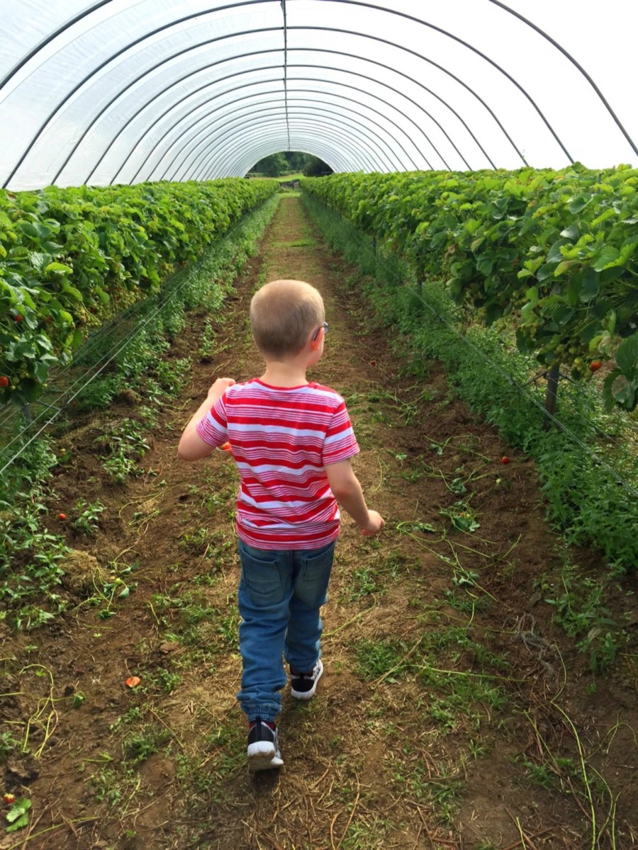 strawberry picking 2