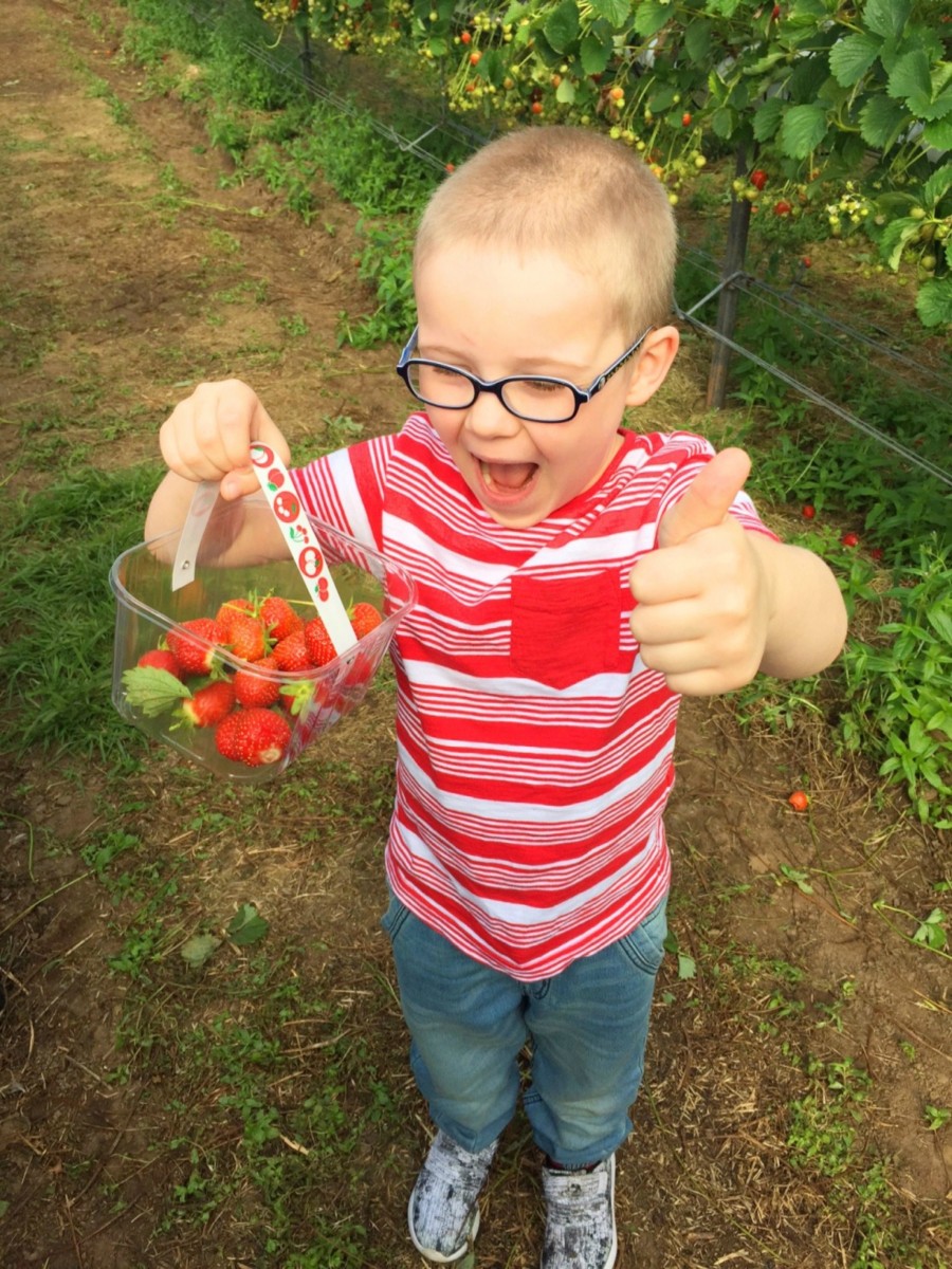 strawberry picking 3