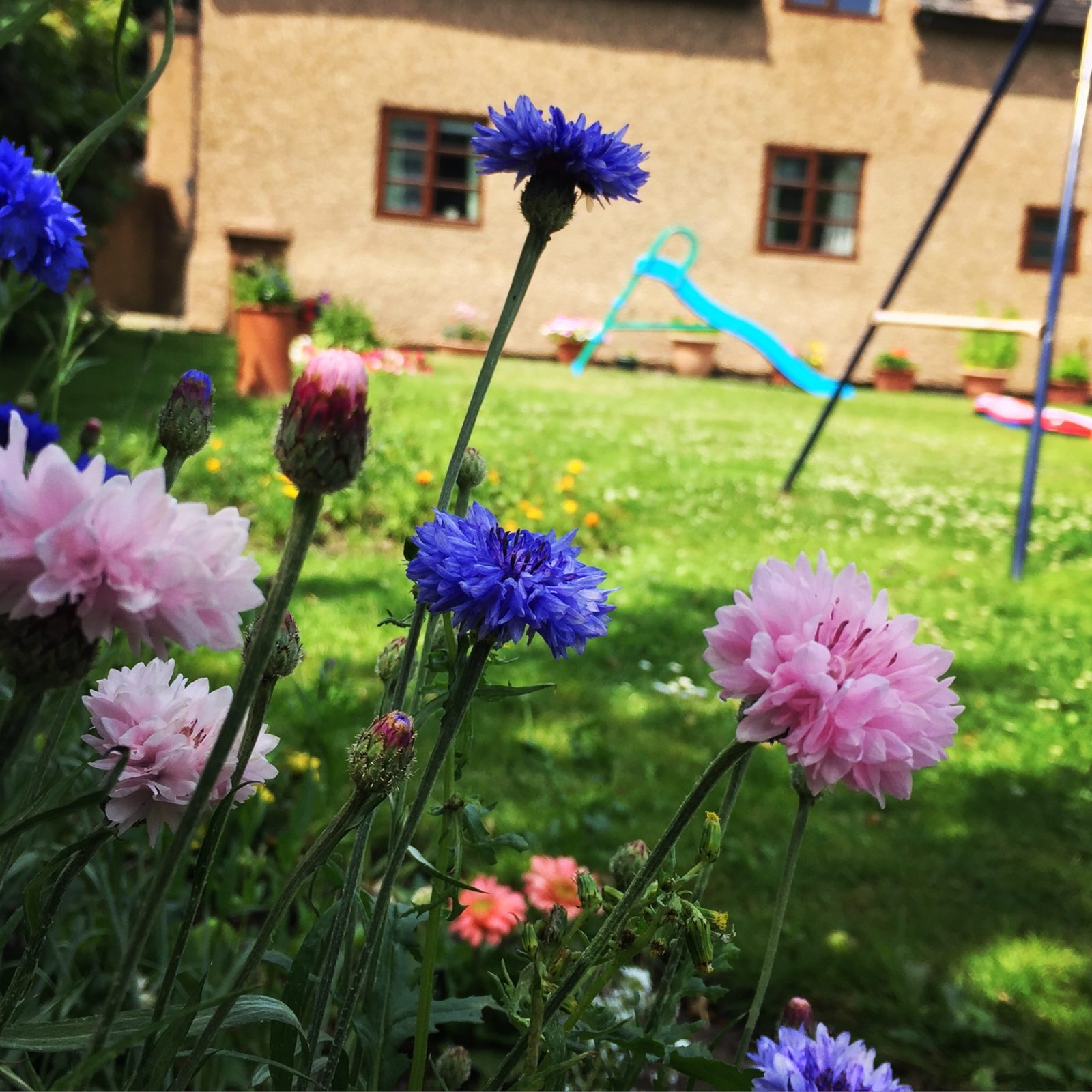 Gardening tips with Katie Rushworth