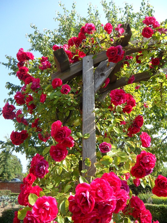 trellis