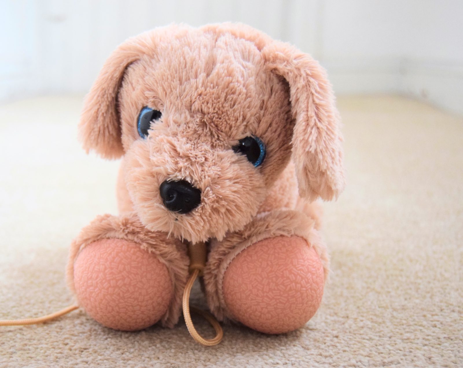 dog 6