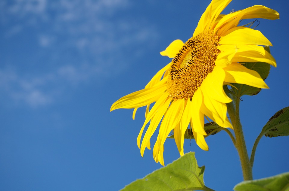 sunflower 1537113 960 720