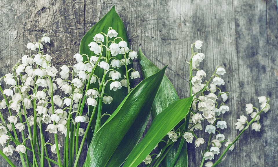lilies of the valley 2456643 960 720