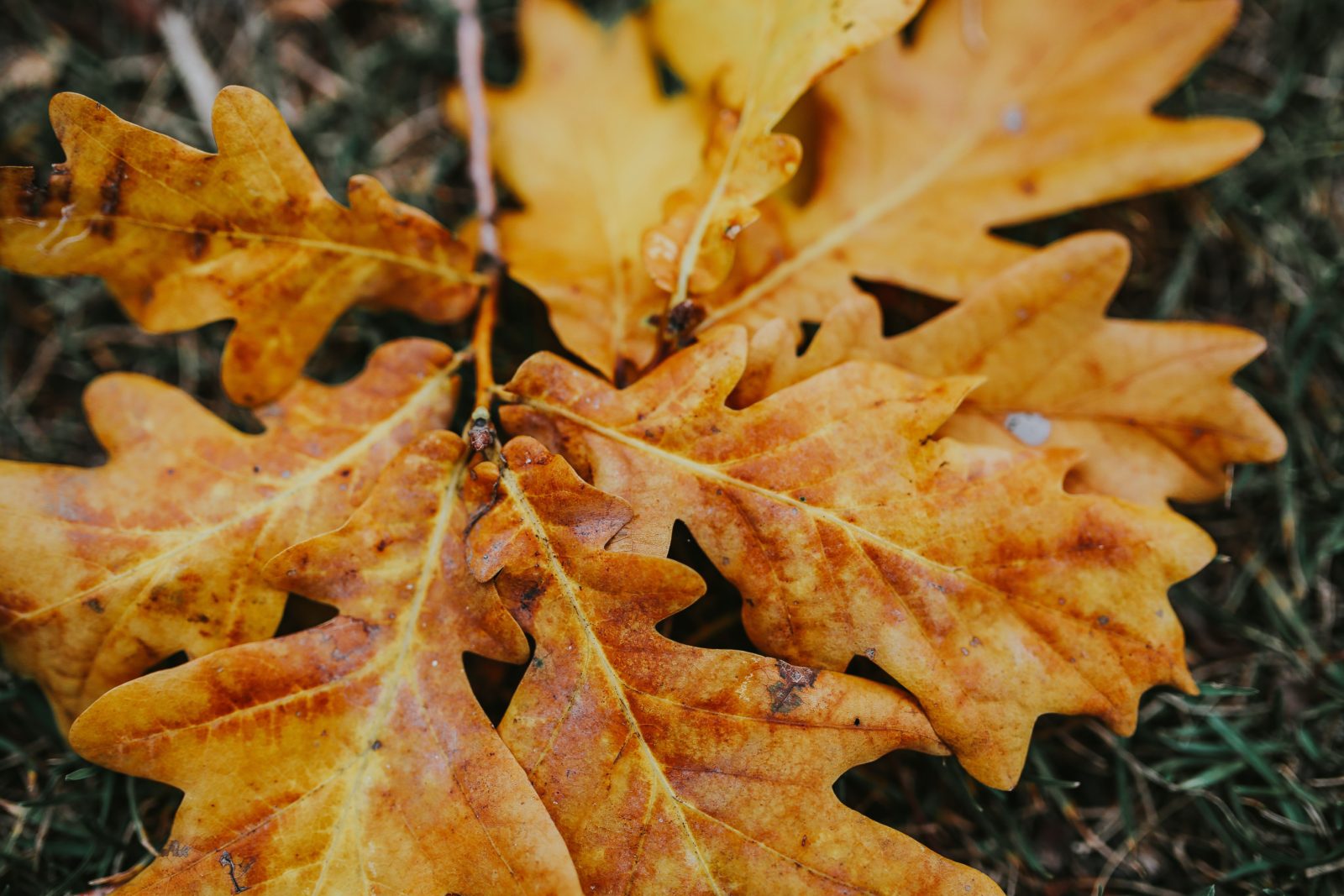Autumn leaves