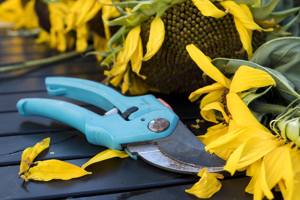 Health benefits of gardening