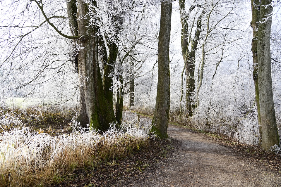 frosty woods