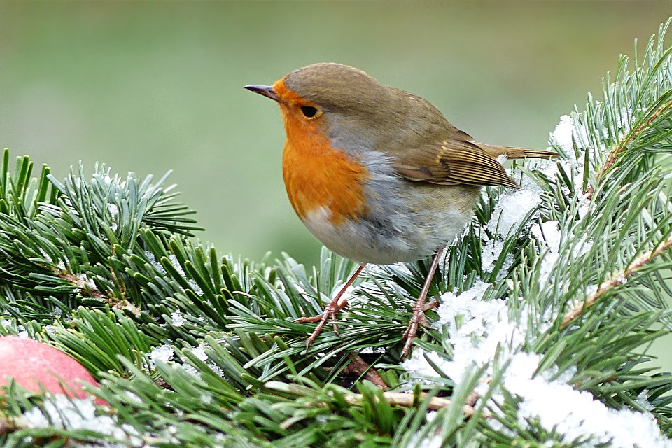 Spruce Up Your Garden This Winter