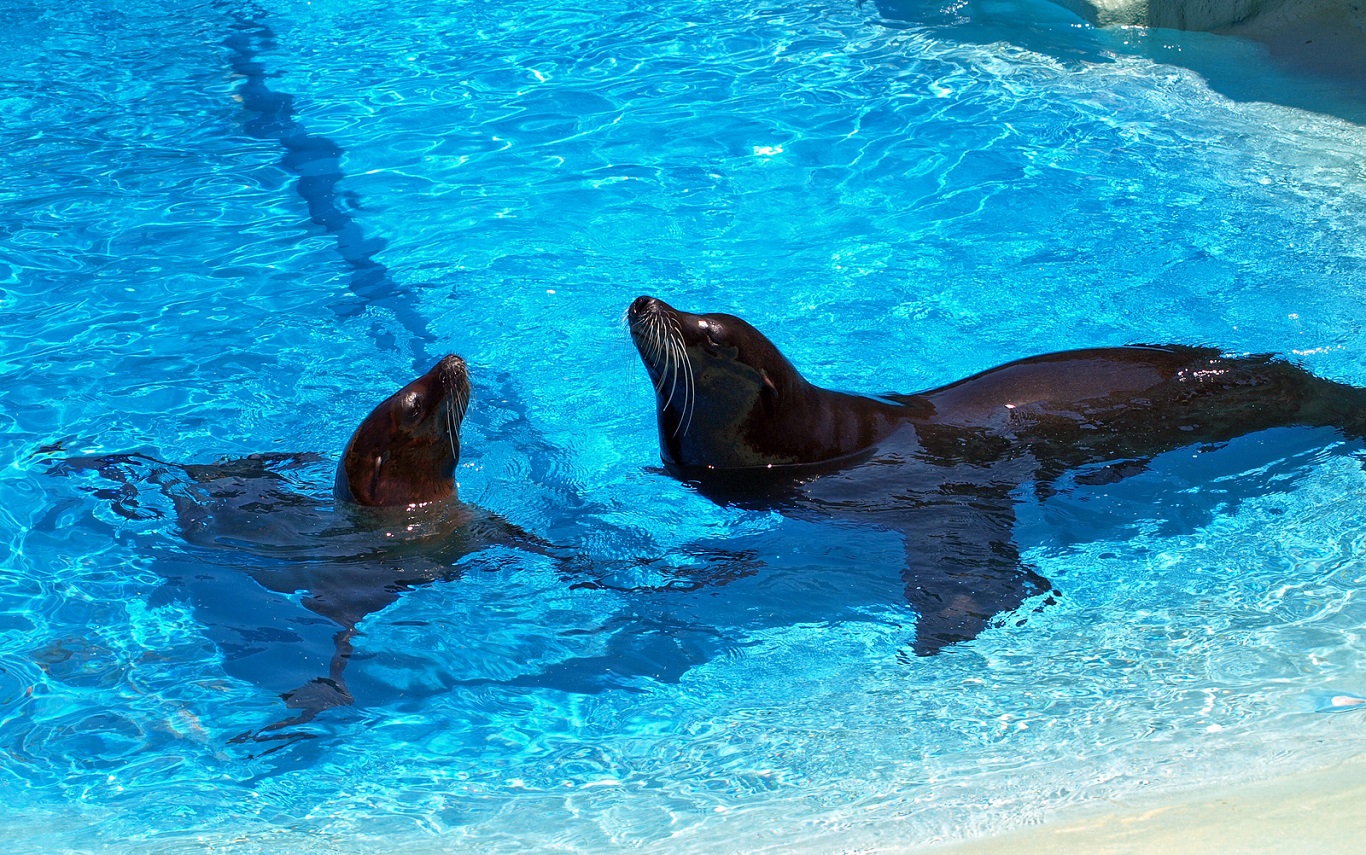 leones marios Rancho Texas Lanzarote Park 2 1