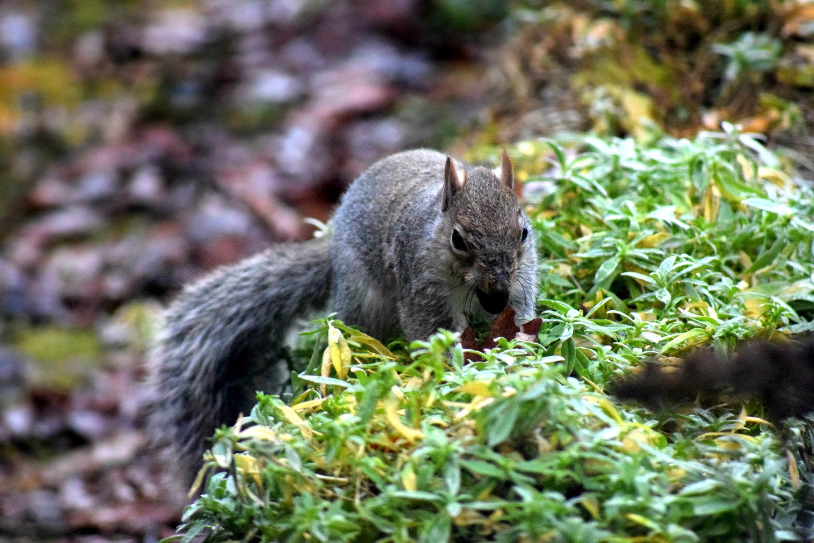 Syril the Squirrel