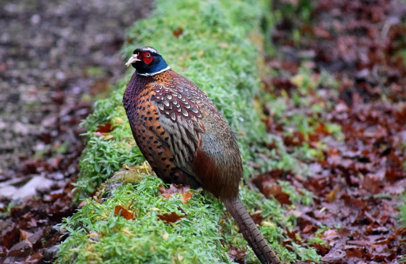 pheasant
