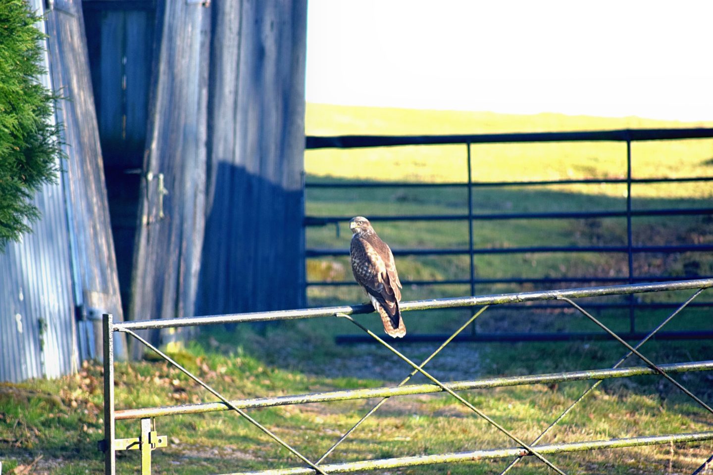 Kestrel2