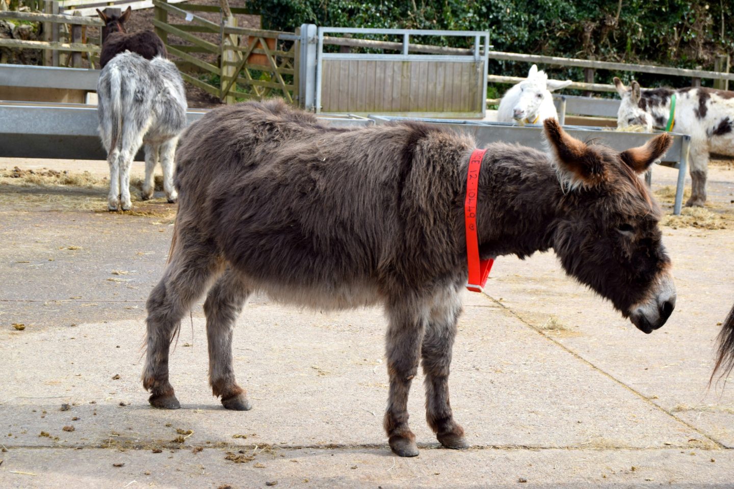 Donkey 3