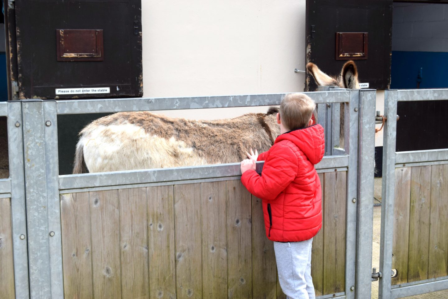 donkey 1