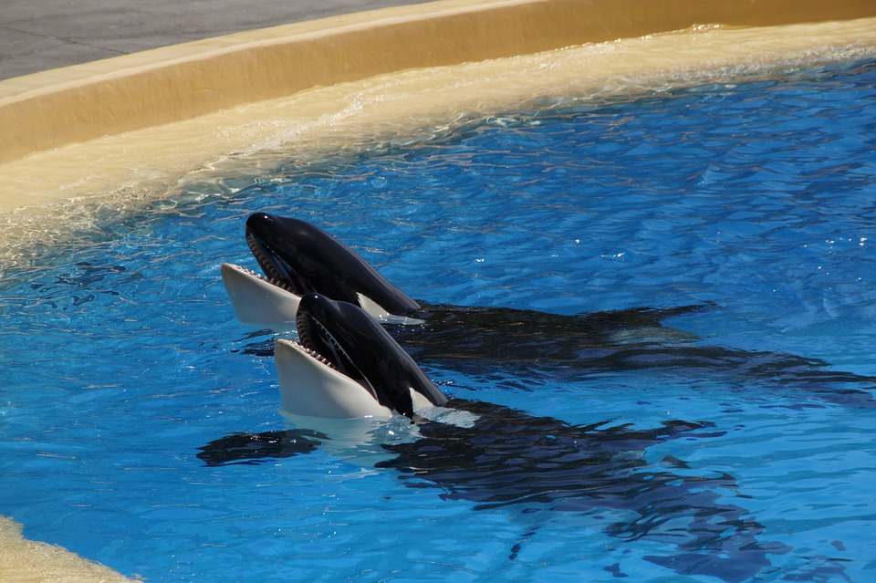 orcas