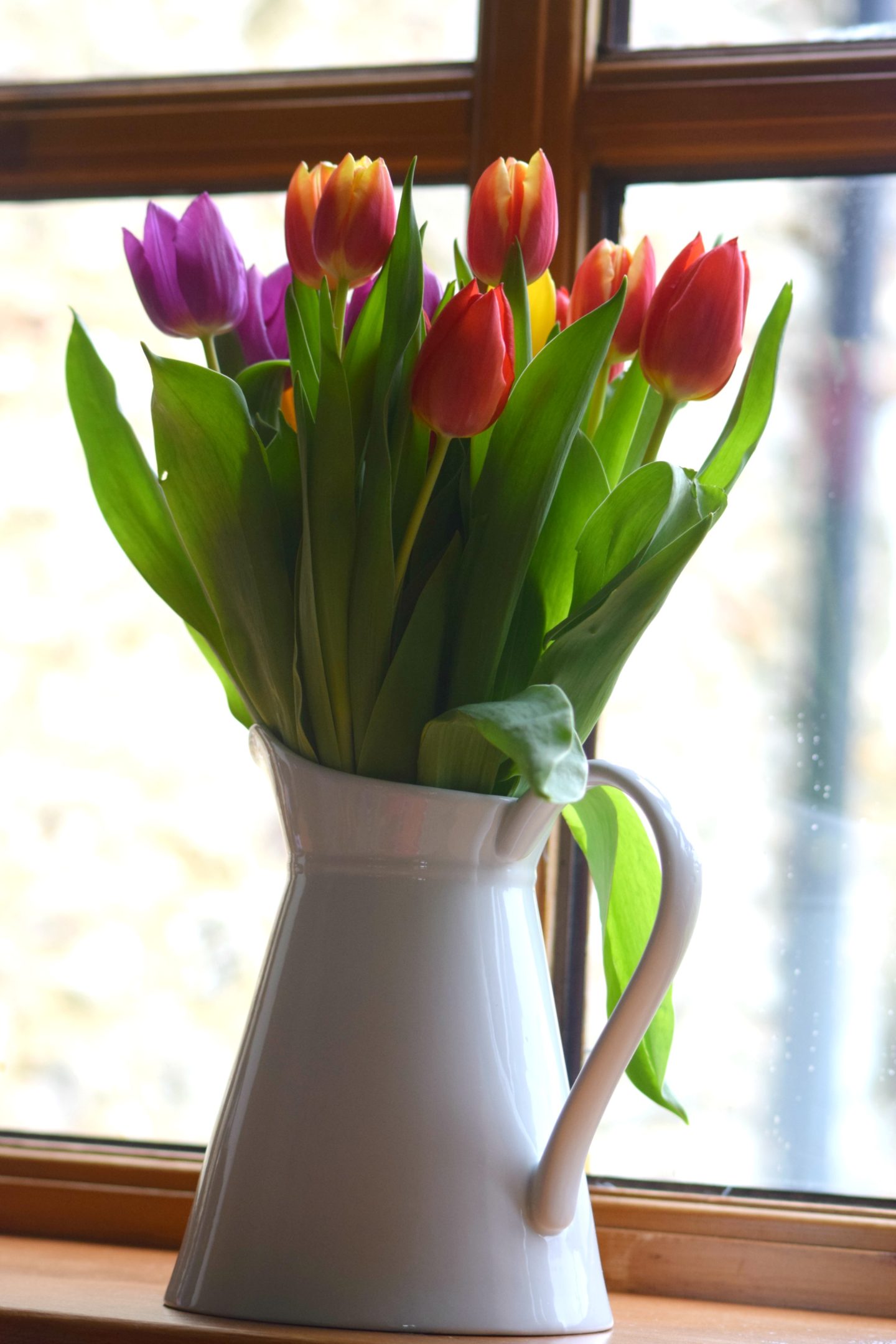 tulips