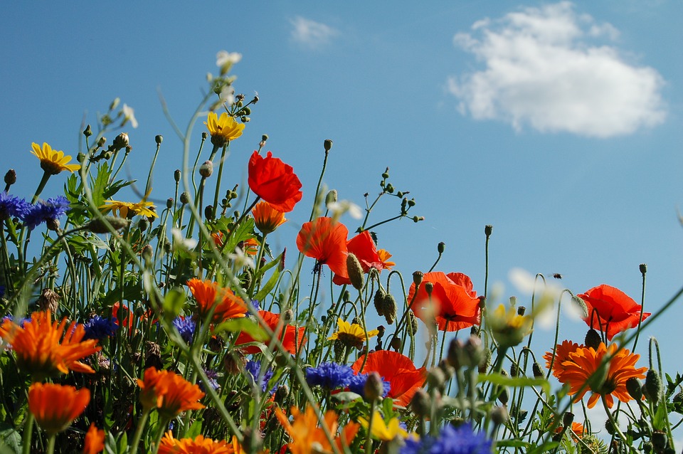 A beautiful spray of wild flowers.