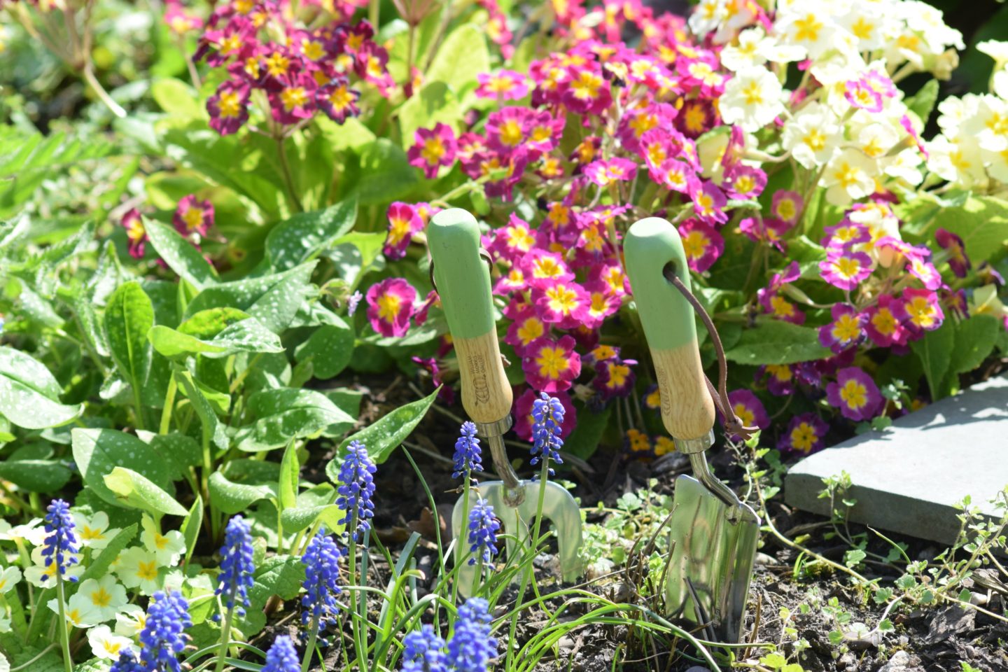 garden in June. Colourful primulas