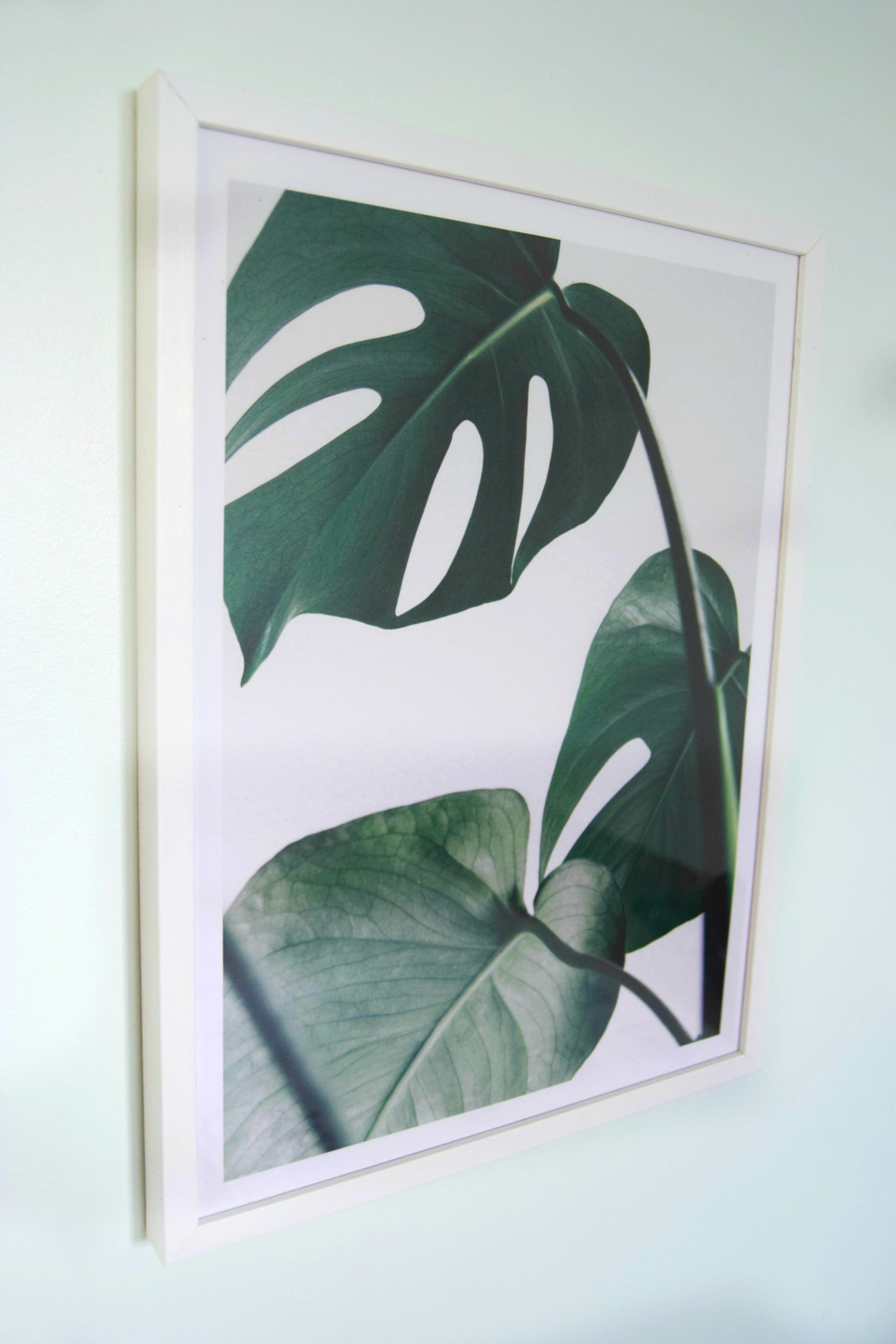 Mostera leaves poster.