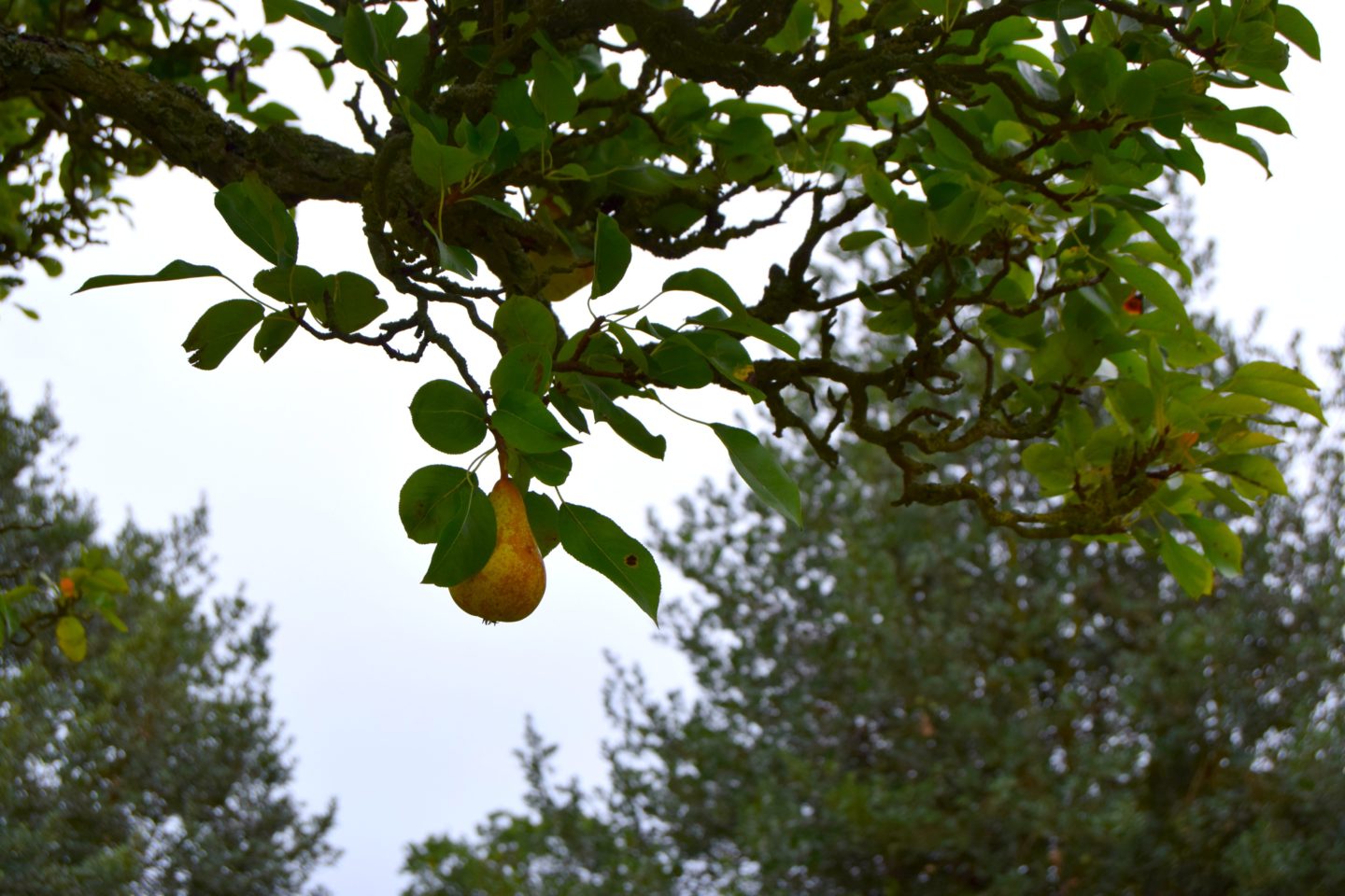 pear tree 1