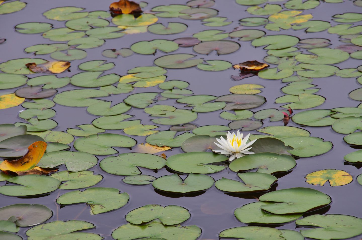 pond