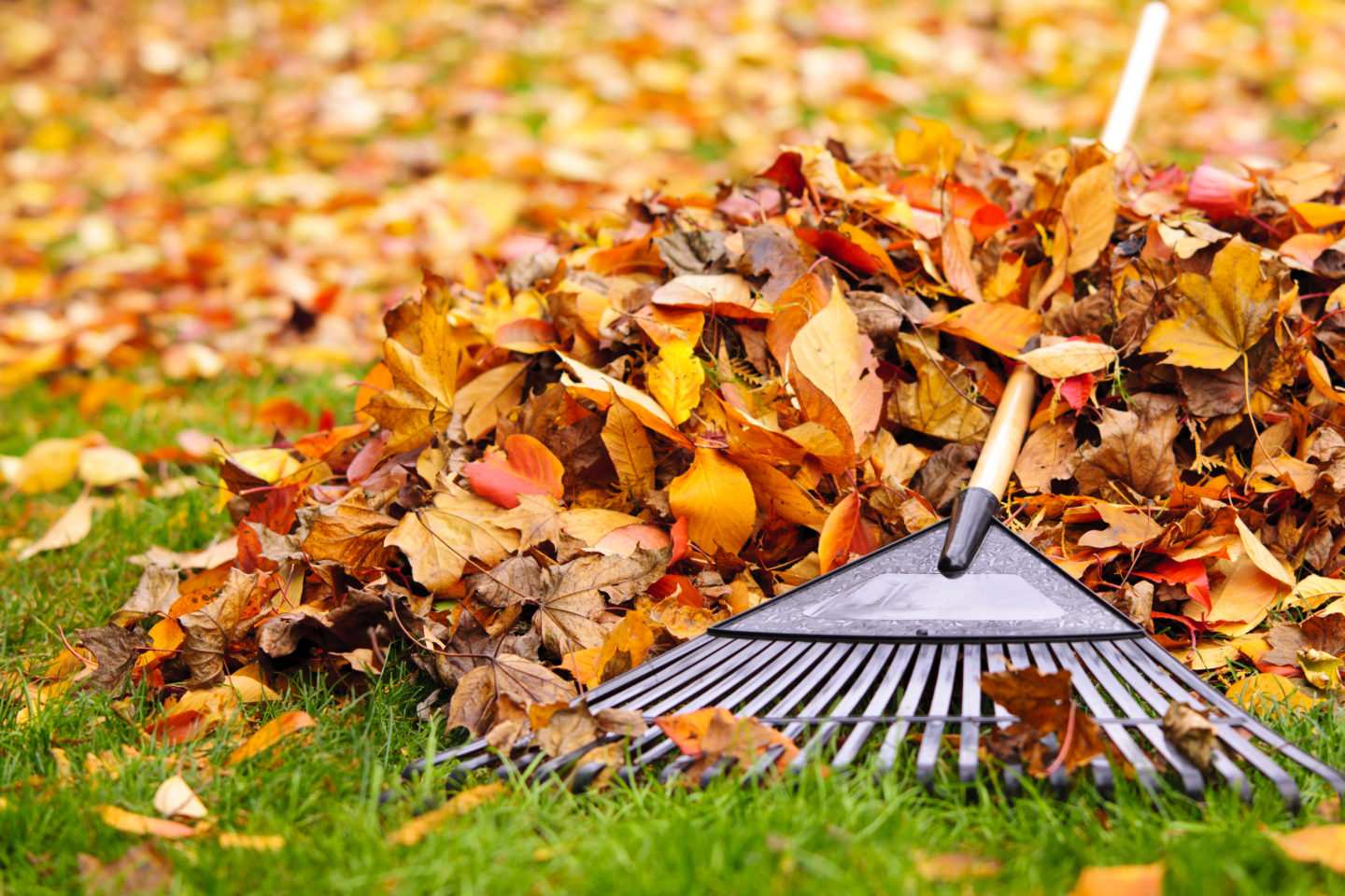 raking the leaves
