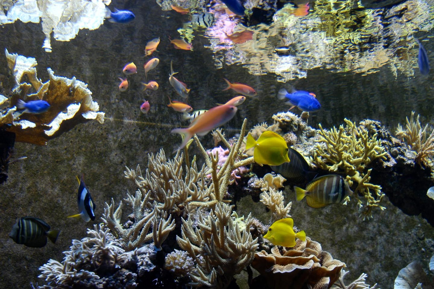 tropical aquarium seaworld