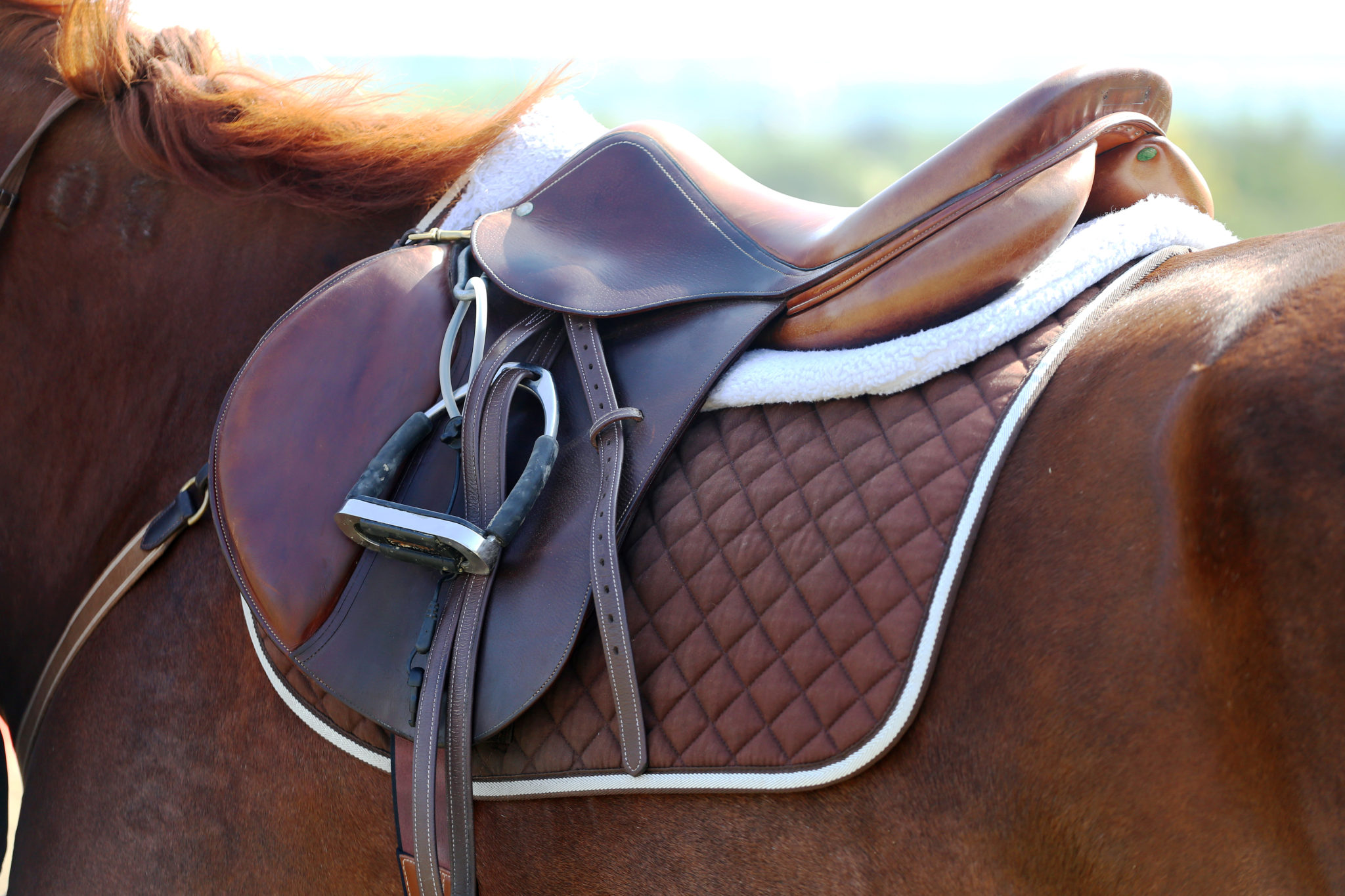 A horse saddle