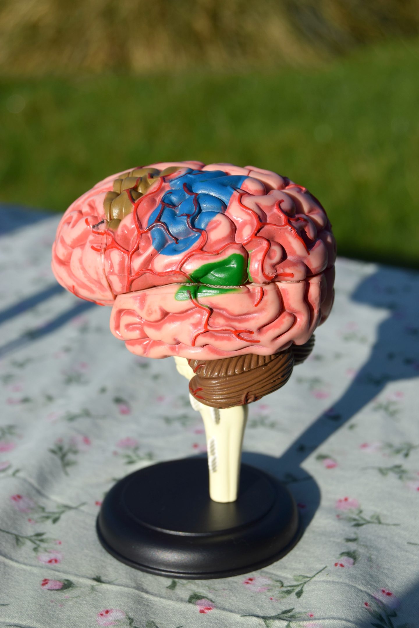 Model of the human brain