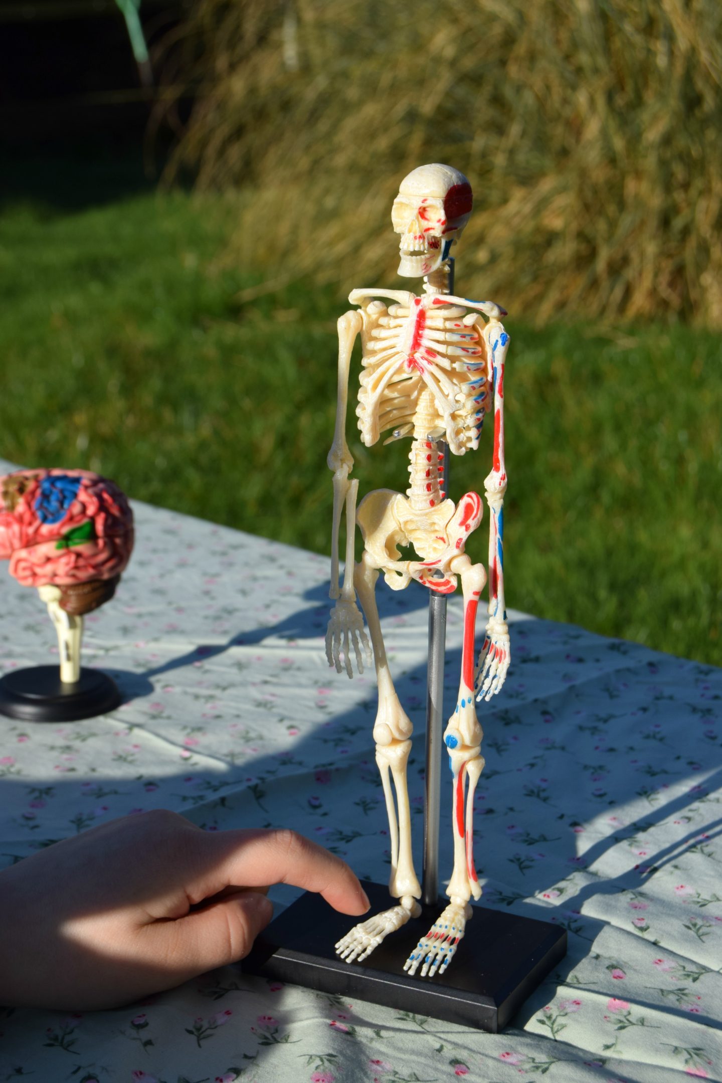 human skeleton model