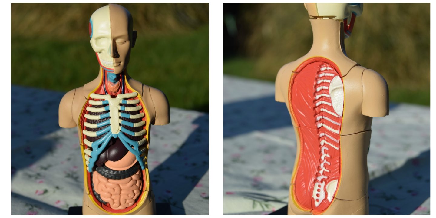 human torso