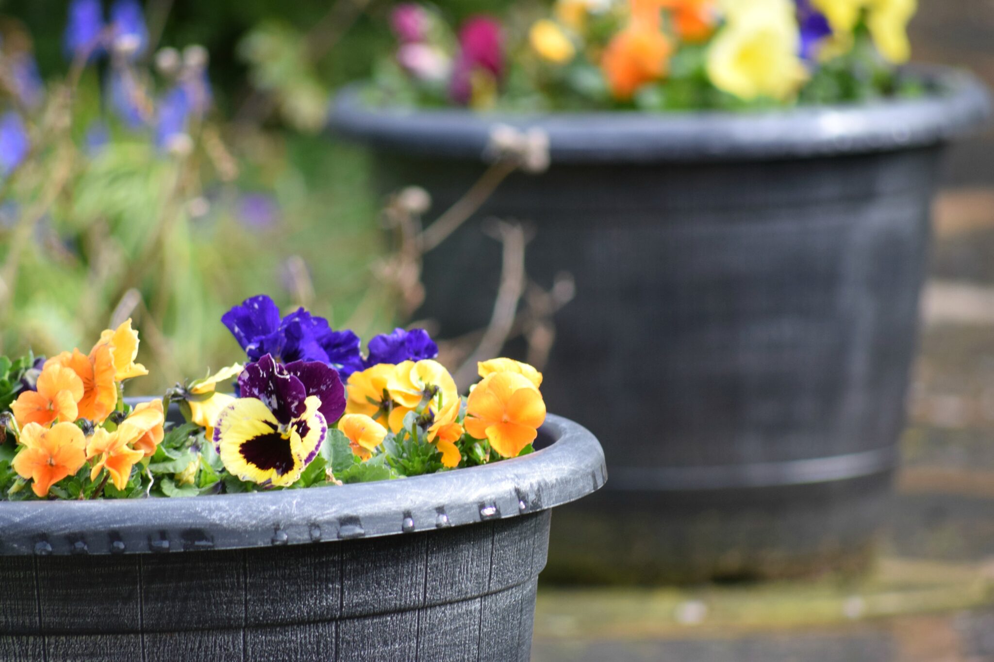 Winter pansies in pots.