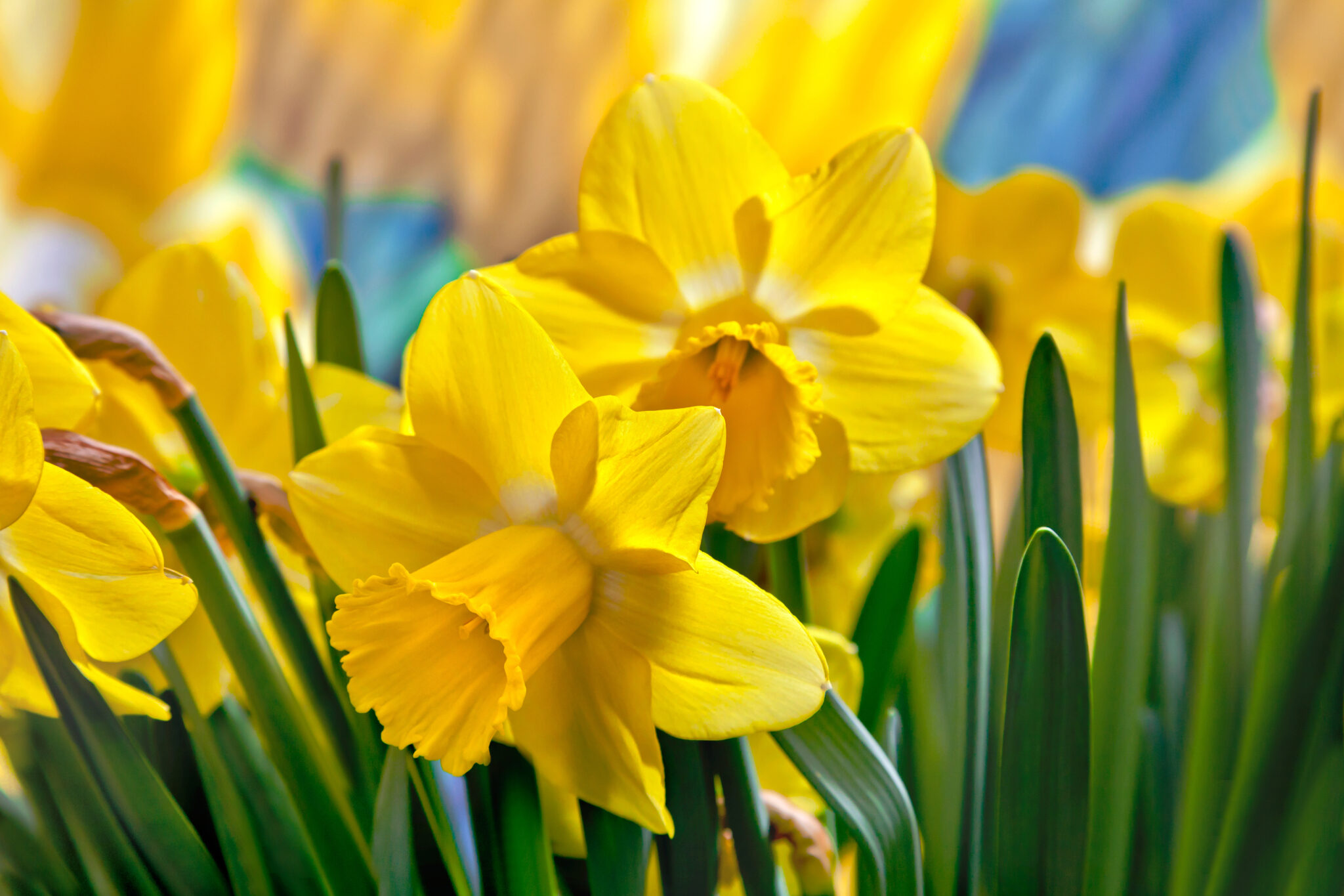 beautiful daffodils